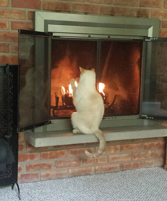 204 Cats Who Love Warmth More Than Anything 204 Cats Who Love Warmth More Than Anything