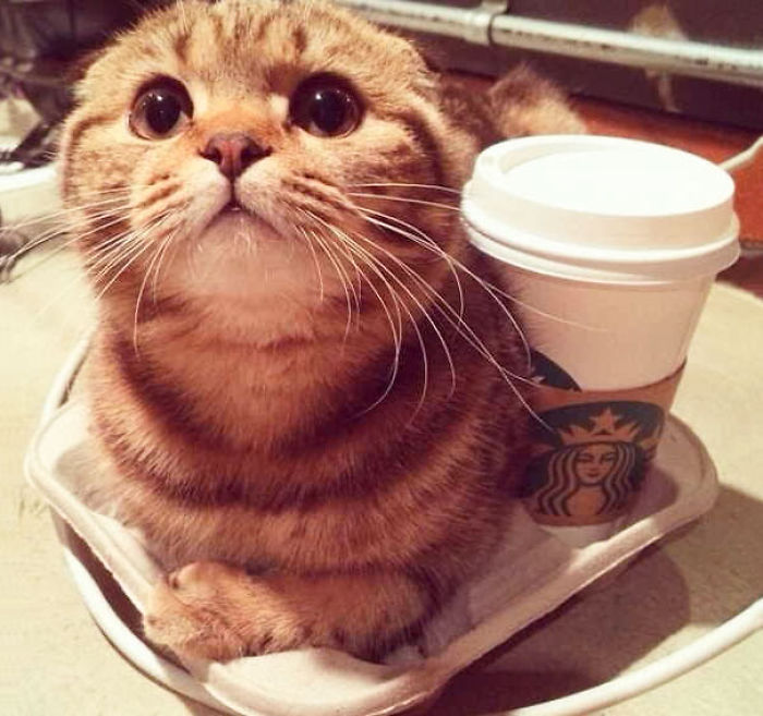 204 Cats Who Love Warmth More Than Anything 204 Cats Who Love Warmth More Than Anything