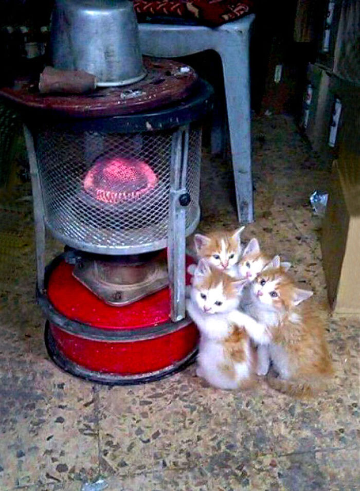 204 Cats Who Love Warmth More Than Anything 204 Cats Who Love Warmth More Than Anything