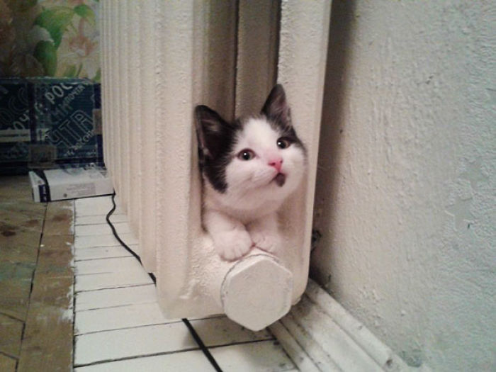 204 Cats Who Love Warmth More Than Anything 204 Cats Who Love Warmth More Than Anything