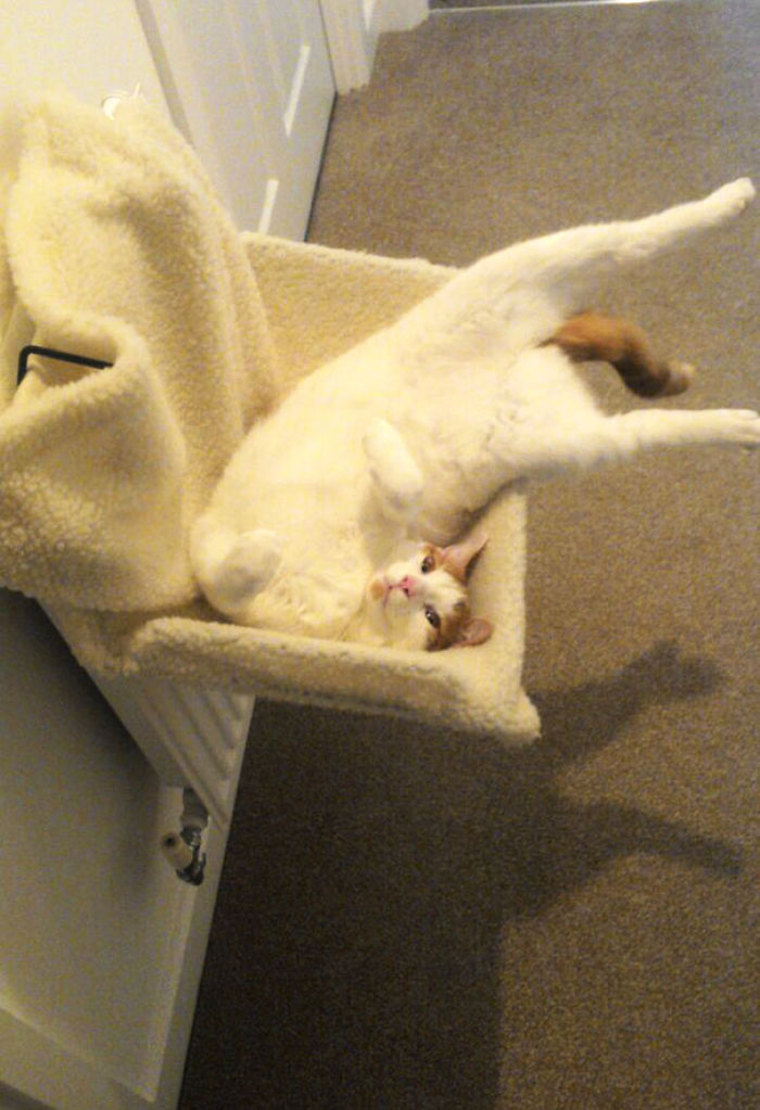 204 Cats Who Love Warmth More Than Anything 204 Cats Who Love Warmth More Than Anything