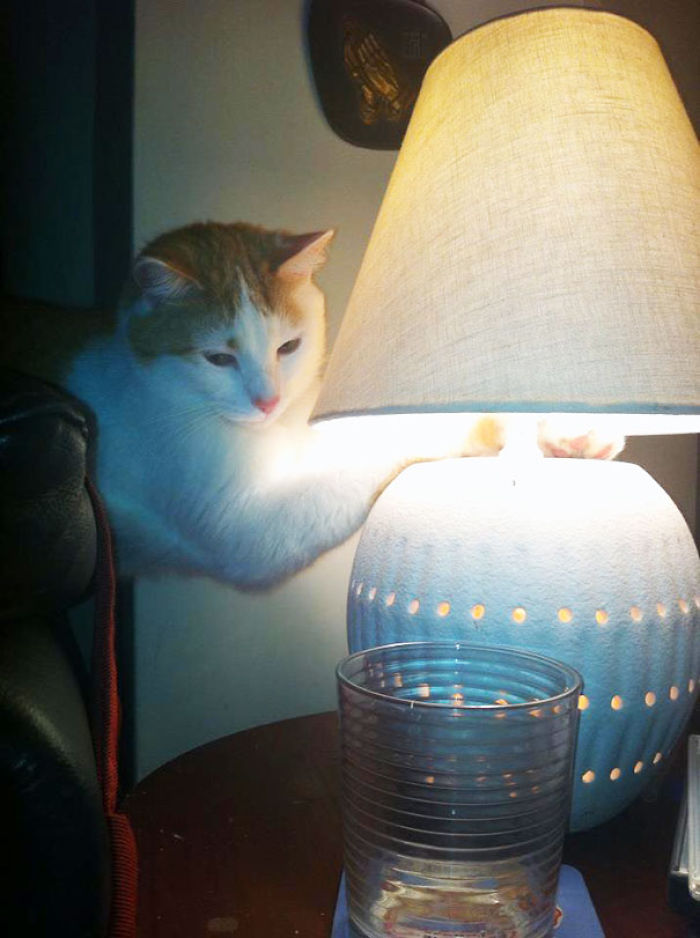 204 Cats Who Love Warmth More Than Anything 204 Cats Who Love Warmth More Than Anything
