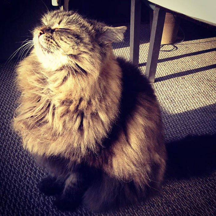 204 Cats Who Love Warmth More Than Anything 204 Cats Who Love Warmth More Than Anything