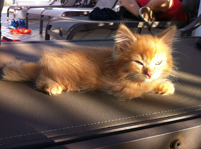 204 Cats Who Love Warmth More Than Anything 204 Cats Who Love Warmth More Than Anything