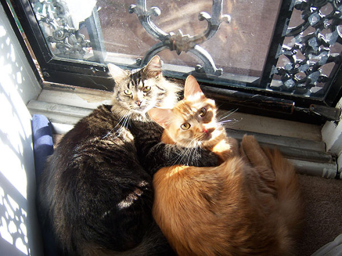 204 Cats Who Love Warmth More Than Anything 204 Cats Who Love Warmth More Than Anything