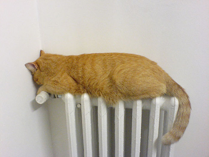 204 Cats Who Love Warmth More Than Anything 204 Cats Who Love Warmth More Than Anything