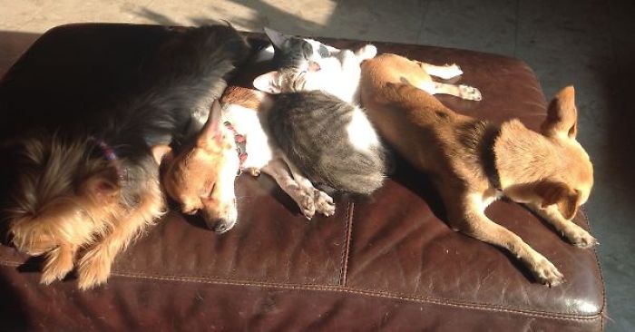 204 Cats Who Love Warmth More Than Anything 204 Cats Who Love Warmth More Than Anything