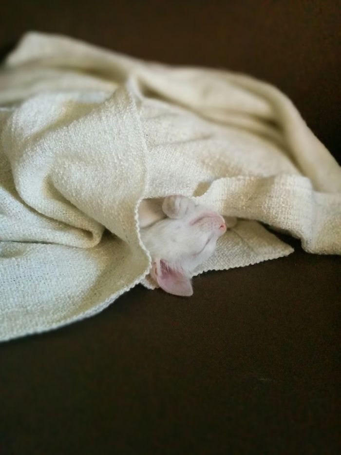 204 Cats Who Love Warmth More Than Anything 204 Cats Who Love Warmth More Than Anything