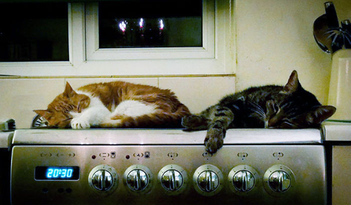 204 Cats Who Love Warmth More Than Anything 204 Cats Who Love Warmth More Than Anything