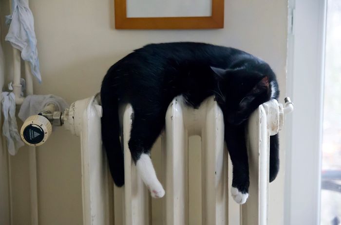 204 Cats Who Love Warmth More Than Anything 204 Cats Who Love Warmth More Than Anything