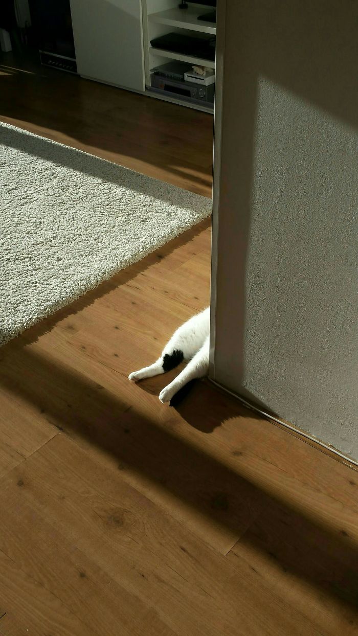 204 Cats Who Love Warmth More Than Anything 204 Cats Who Love Warmth More Than Anything