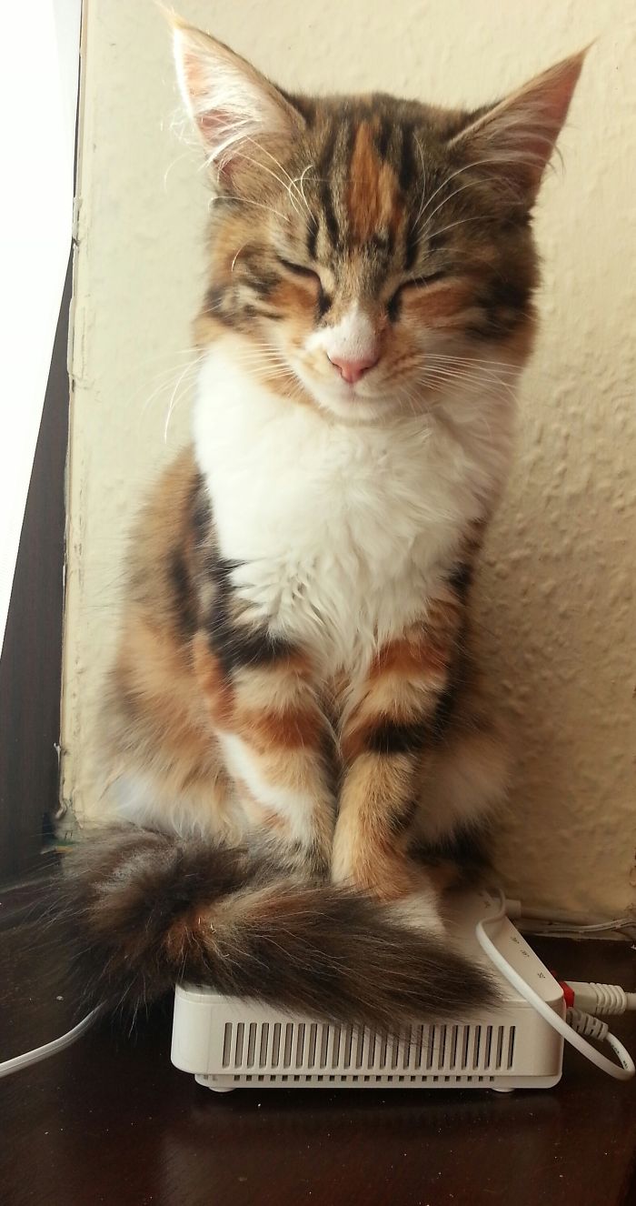 204 Cats Who Love Warmth More Than Anything 204 Cats Who Love Warmth More Than Anything