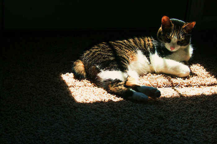 204 Cats Who Love Warmth More Than Anything 204 Cats Who Love Warmth More Than Anything