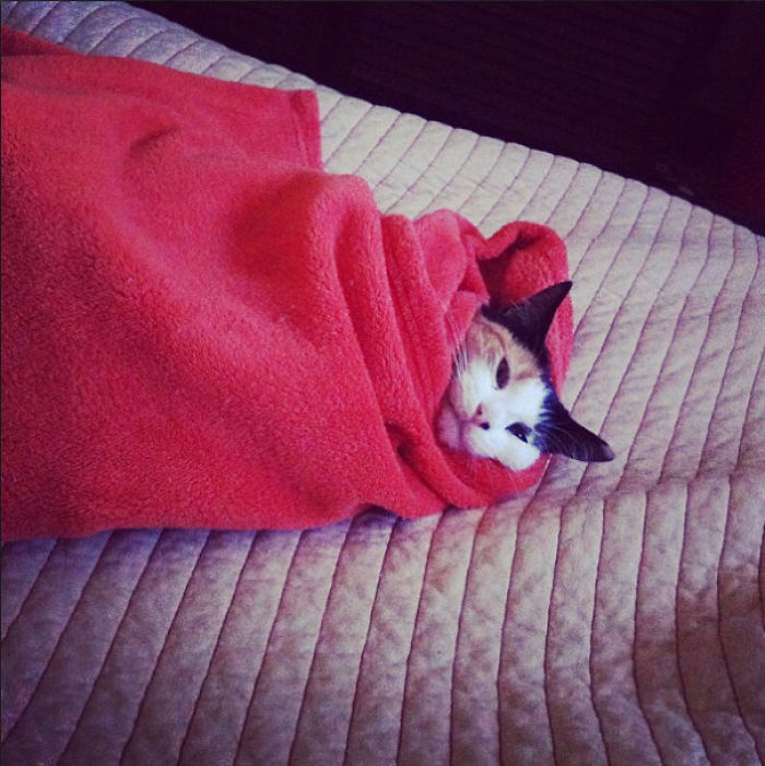 204 Cats Who Love Warmth More Than Anything 204 Cats Who Love Warmth More Than Anything