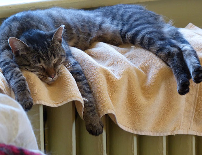 204 Cats Who Love Warmth More Than Anything 204 Cats Who Love Warmth More Than Anything