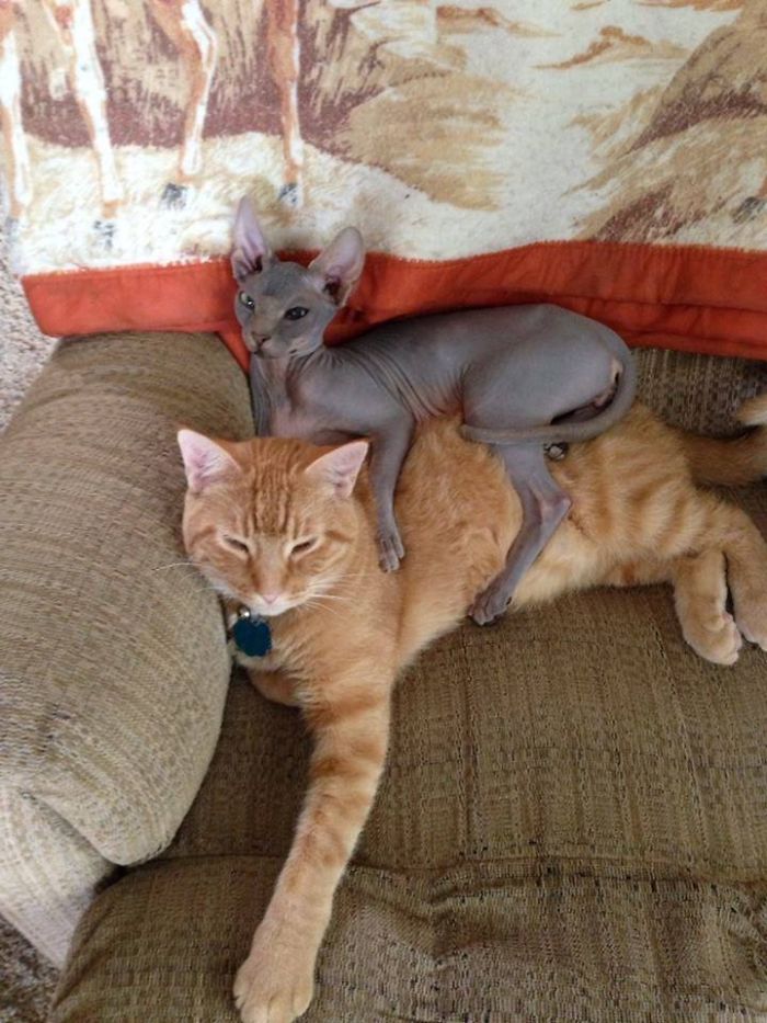 204 Cats Who Love Warmth More Than Anything 204 Cats Who Love Warmth More Than Anything