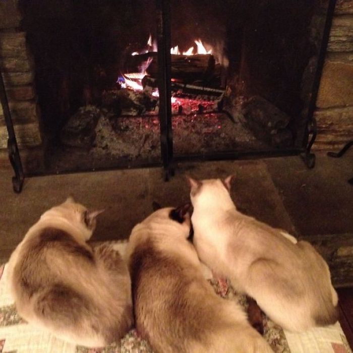 204 Cats Who Love Warmth More Than Anything 204 Cats Who Love Warmth More Than Anything