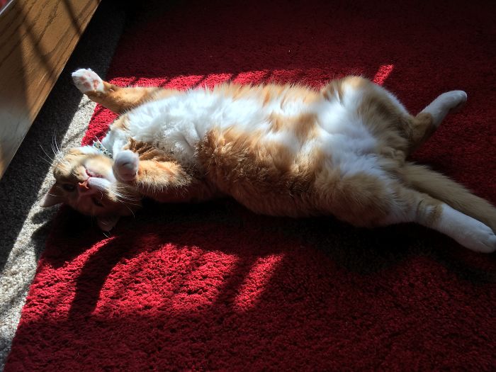 204 Cats Who Love Warmth More Than Anything 204 Cats Who Love Warmth More Than Anything