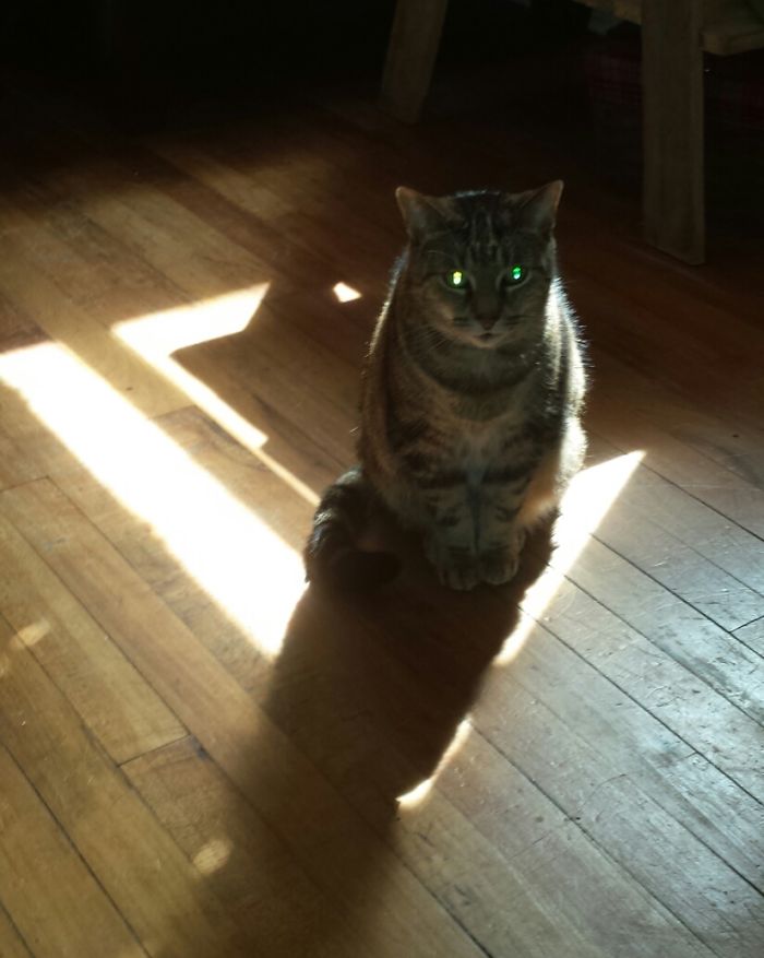 204 Cats Who Love Warmth More Than Anything 204 Cats Who Love Warmth More Than Anything