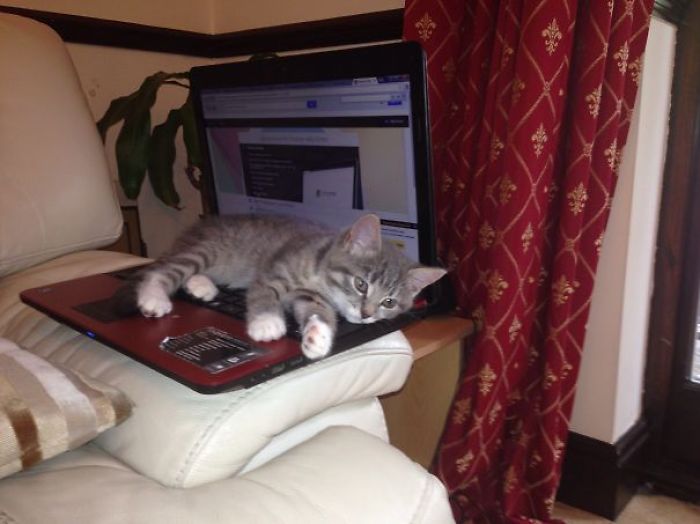 204 Cats Who Love Warmth More Than Anything 204 Cats Who Love Warmth More Than Anything