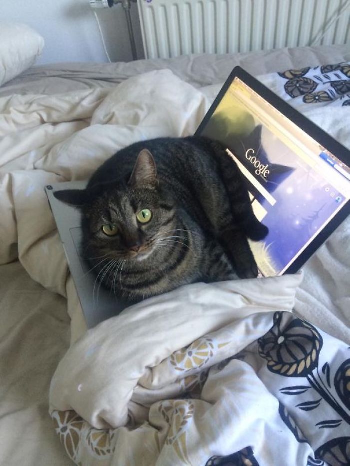 204 Cats Who Love Warmth More Than Anything 204 Cats Who Love Warmth More Than Anything