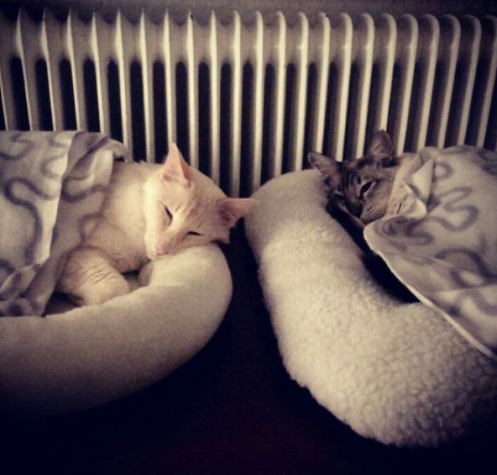 204 Cats Who Love Warmth More Than Anything 204 Cats Who Love Warmth More Than Anything
