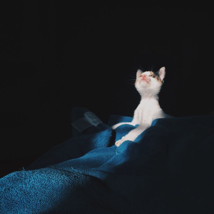 204 Cats Who Love Warmth More Than Anything 204 Cats Who Love Warmth More Than Anything