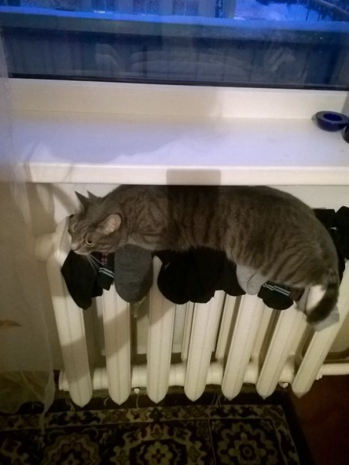 204 Cats Who Love Warmth More Than Anything 204 Cats Who Love Warmth More Than Anything