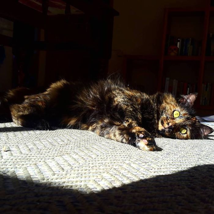 204 Cats Who Love Warmth More Than Anything 204 Cats Who Love Warmth More Than Anything