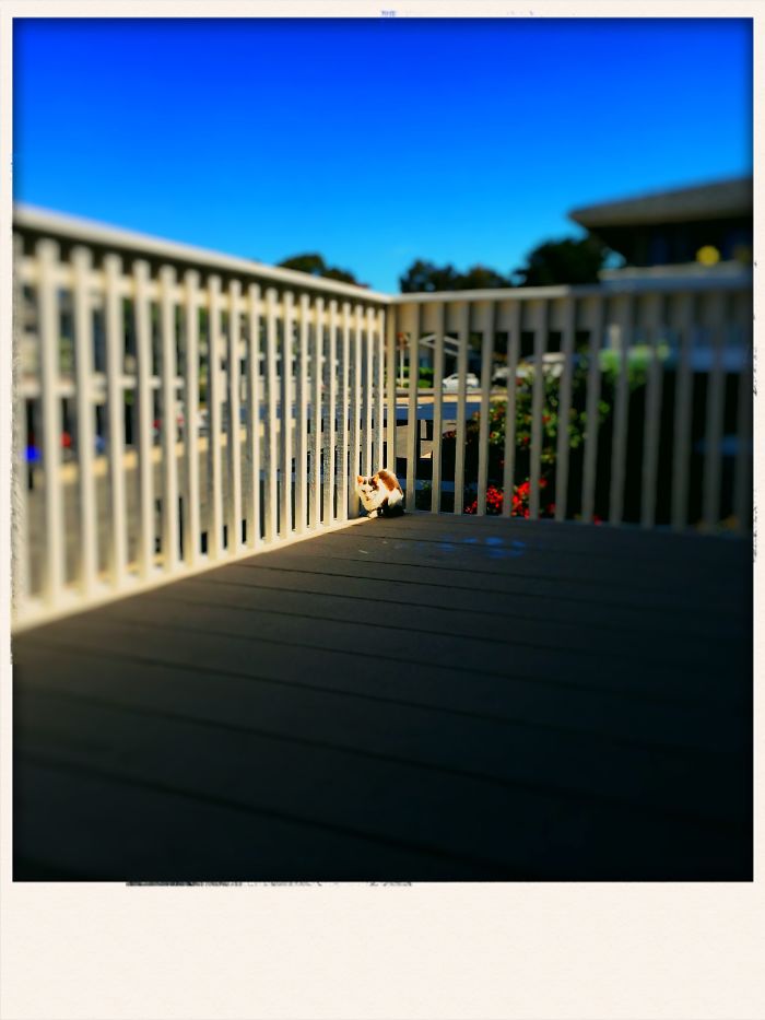 204 Cats Who Love Warmth More Than Anything 204 Cats Who Love Warmth More Than Anything