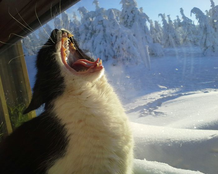 204 Cats Who Love Warmth More Than Anything 204 Cats Who Love Warmth More Than Anything