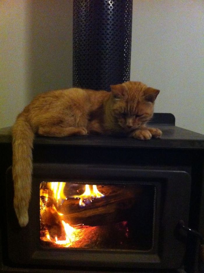 204 Cats Who Love Warmth More Than Anything 204 Cats Who Love Warmth More Than Anything