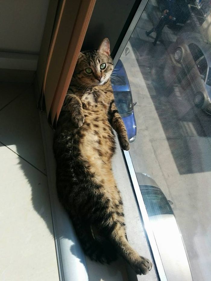 204 Cats Who Love Warmth More Than Anything 204 Cats Who Love Warmth More Than Anything