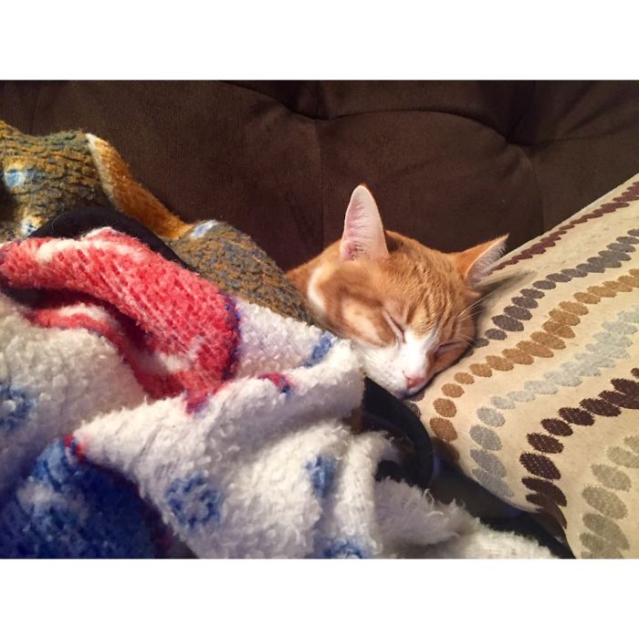 204 Cats Who Love Warmth More Than Anything 204 Cats Who Love Warmth More Than Anything