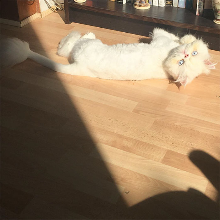 204 Cats Who Love Warmth More Than Anything 204 Cats Who Love Warmth More Than Anything