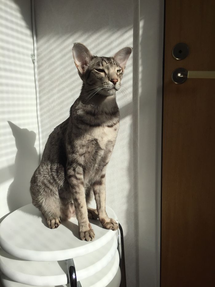 204 Cats Who Love Warmth More Than Anything 204 Cats Who Love Warmth More Than Anything