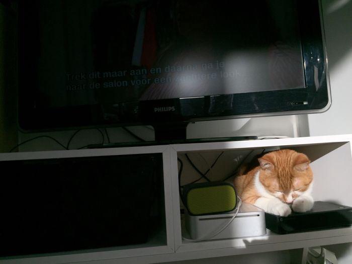 204 Cats Who Love Warmth More Than Anything 204 Cats Who Love Warmth More Than Anything