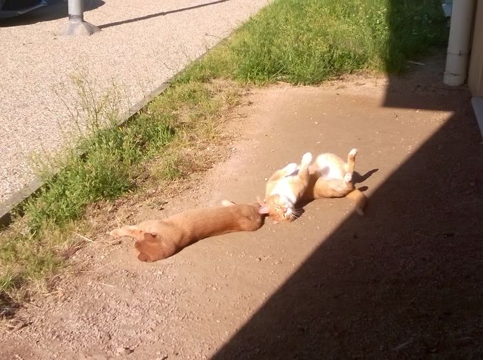 204 Cats Who Love Warmth More Than Anything 204 Cats Who Love Warmth More Than Anything