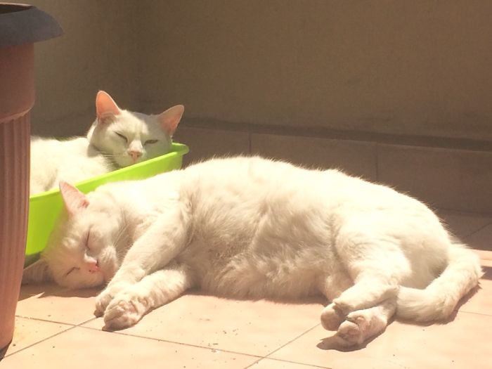 204 Cats Who Love Warmth More Than Anything 204 Cats Who Love Warmth More Than Anything