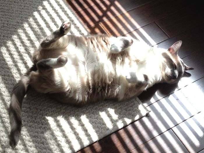 204 Cats Who Love Warmth More Than Anything 204 Cats Who Love Warmth More Than Anything