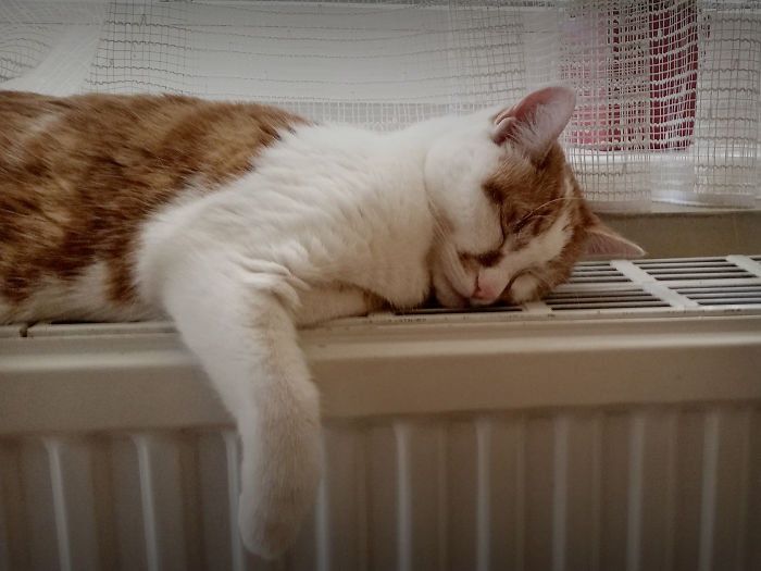 204 Cats Who Love Warmth More Than Anything 204 Cats Who Love Warmth More Than Anything