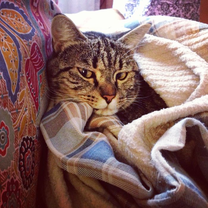 204 Cats Who Love Warmth More Than Anything 204 Cats Who Love Warmth More Than Anything