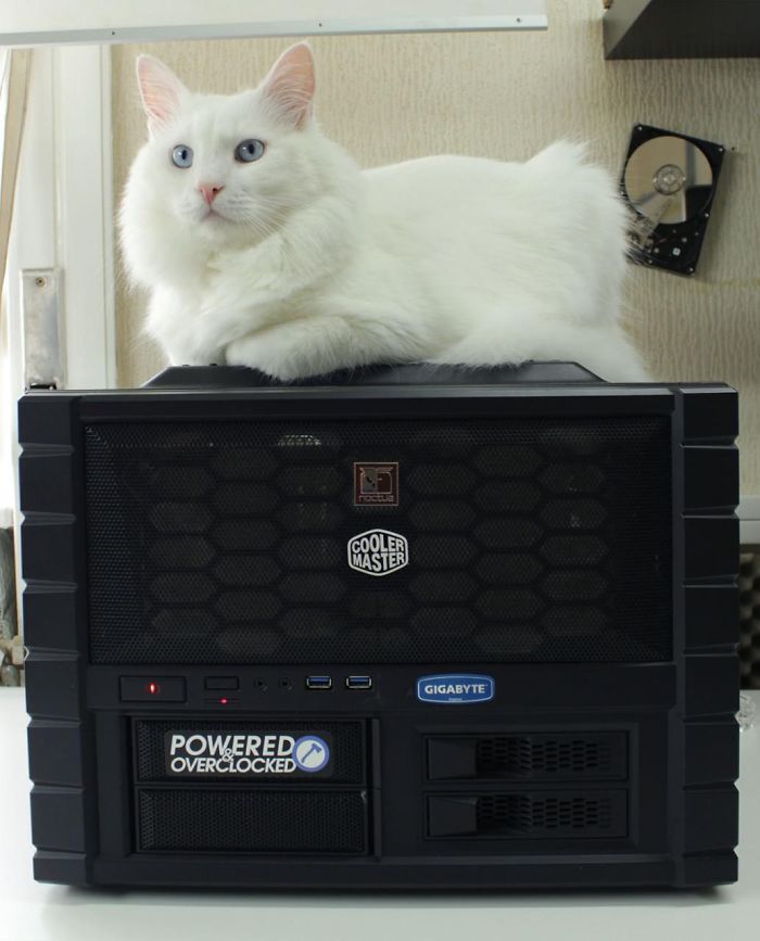 204 Cats Who Love Warmth More Than Anything 204 Cats Who Love Warmth More Than Anything