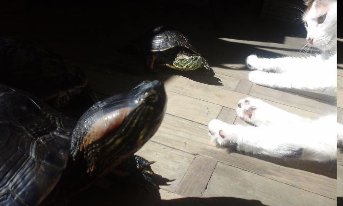 204 Cats Who Love Warmth More Than Anything 204 Cats Who Love Warmth More Than Anything