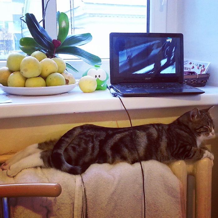 204 Cats Who Love Warmth More Than Anything 204 Cats Who Love Warmth More Than Anything