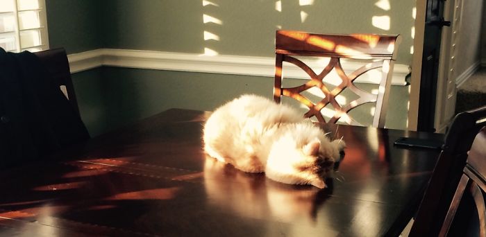 204 Cats Who Love Warmth More Than Anything 204 Cats Who Love Warmth More Than Anything