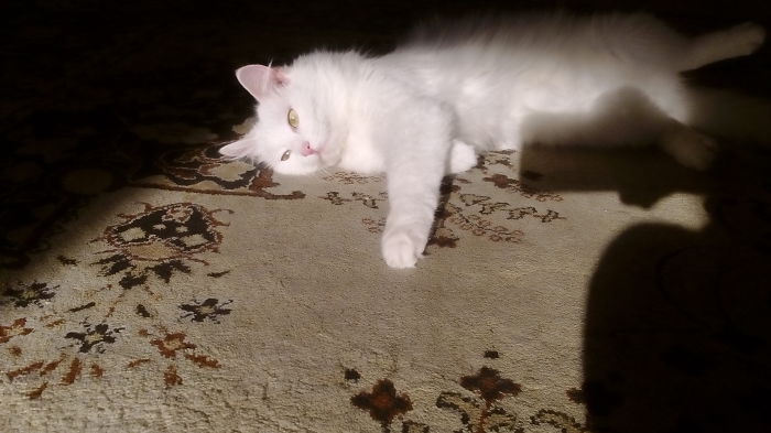 204 Cats Who Love Warmth More Than Anything 204 Cats Who Love Warmth More Than Anything