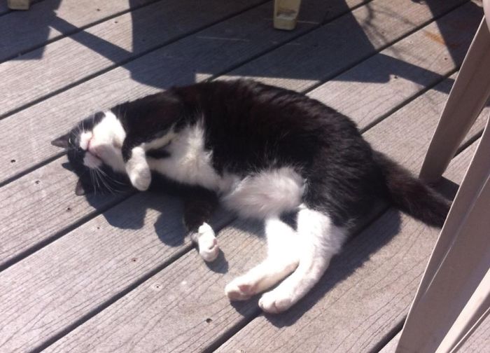 204 Cats Who Love Warmth More Than Anything 204 Cats Who Love Warmth More Than Anything