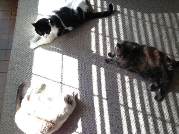 204 Cats Who Love Warmth More Than Anything 204 Cats Who Love Warmth More Than Anything