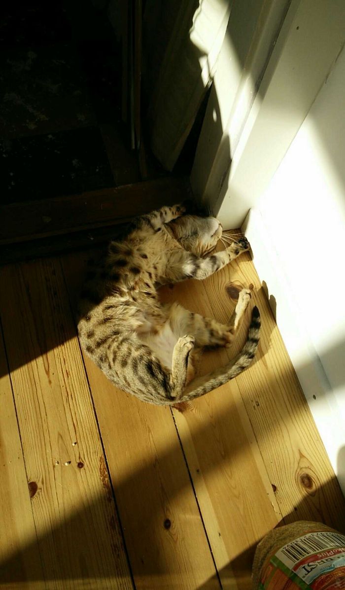 204 Cats Who Love Warmth More Than Anything 204 Cats Who Love Warmth More Than Anything